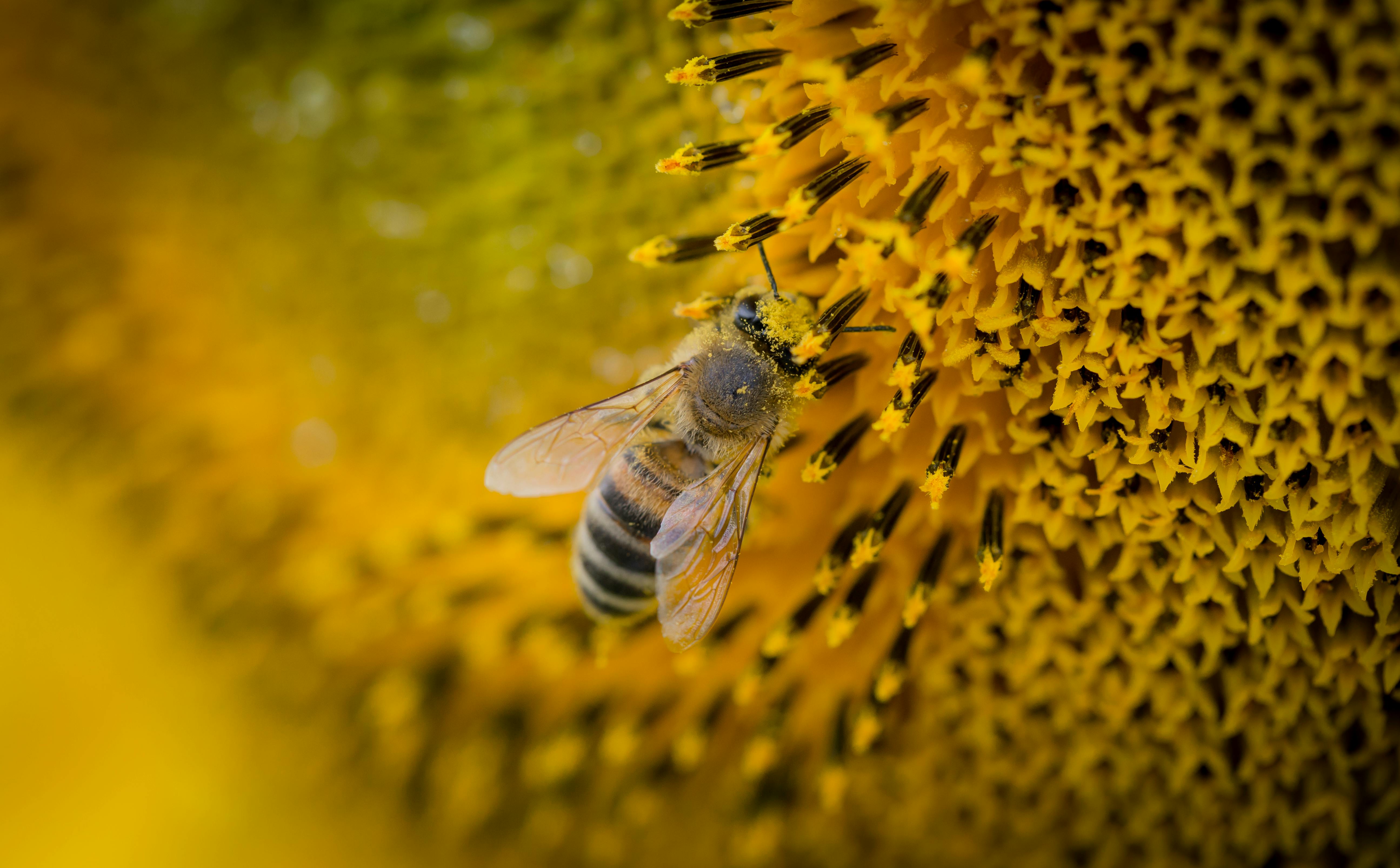 Investigación: La abeja: una parte vital de los ecosistemas